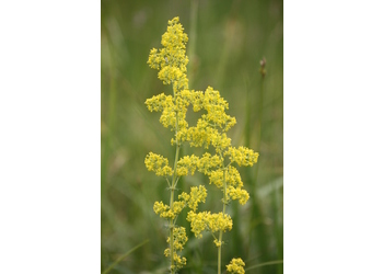 Echtes Labkraut (Galium verum) - © Emanuel Trummer